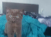 British shorthair kitten