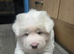 American akita pups