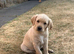KC working Labrador Retriever Puppies