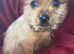 Jack Russell/Yorkshire terrier puppy&rsquo;s