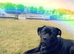 Roxy