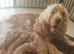 RKC SHOW COCKER SPANIEL PUPPIES EXTENSIVELY HEALTH TESTED