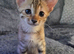 F3c Savannah kittens