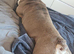 Home needed for my boy