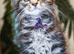 Reduced to £695 pure breed Mainecoon kittens ready now