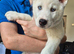 Two white female siberian huskies
