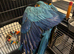 Blue and gold macaw 9months