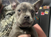Frenchie