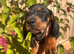 Dachshund puppies