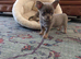 Beautiful quality BLUE/LILAC apple head chihuahuas