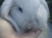 Mini Lop Buck