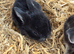 Mini lops