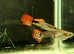 Snakeskin Guppy ( 1 male + 1 female ), Fry Snakeskin Guppy.  Pick up in Croydon. in Croydon