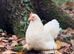 White Pekin Bantam Hatching Eggs &ndash; Small Friendly Chickens &ndash; Pure Colour