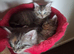 Ready Now Mainecoon kittea