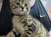 2 Tabby kittens