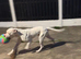 Pure white mastiff pup