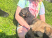 Border terrier boy