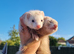 Sandy jills x2 (sisters)( mum is chocolate) Dad is half micro