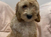 Quality Show Cockapoo Puppies