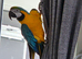 BLUE & GOLD MACAW, 2 YEARS OLD, COMPLETE SETUP