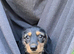 3/4 Daxi cross 1/4 Yorkie pups.