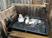 Pair of call ducks