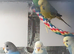 baby budgies 10/12 weeks old