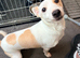 Bo – Lovely Jack Russell Looking for a Loving Active Home