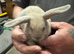 Mini lion lop crosses