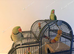 Breeding pair of alexandrian parrots