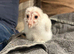 Common bran owlets