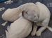 KC registered golden retriever puppies