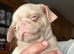 Rare Prestige Pink Pug Puppies available Ready to leave.
