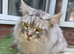 Maincoon boy