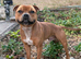 Red Staffordshire bull terrier STUD