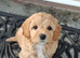 Stunning Cavapoochon puppies Family raised