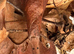Malaysian Dead Leaf Mantis. - Female