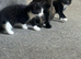 I have 2 kittens ready to leave now wanting there forever loving home