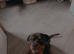 6 month Rottweiler