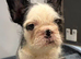 C2 FLUFFY French bulldogs READY NOW