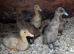 Indian runner ducks