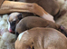 KC Reg Whippet Puppies