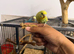 Tame Baby Budgies