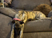 URGENT rehoming