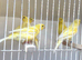 x5 hens waterslager canary canaries