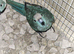 Kakariki x3
