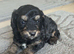 Last 2 cockapoo puppies