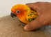 Super tame baby sun conure