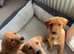 Exceptional Kc registered Labrador puppies 8 weeks